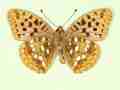 Argynnis adippe male (aberrant form flavescens, verso) (Internet Image property of respective owner, non-commercial use only)